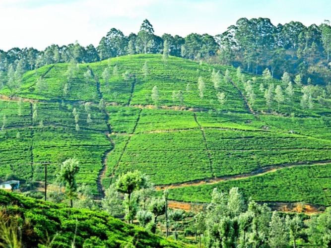 ヌワラエリアの茶畑